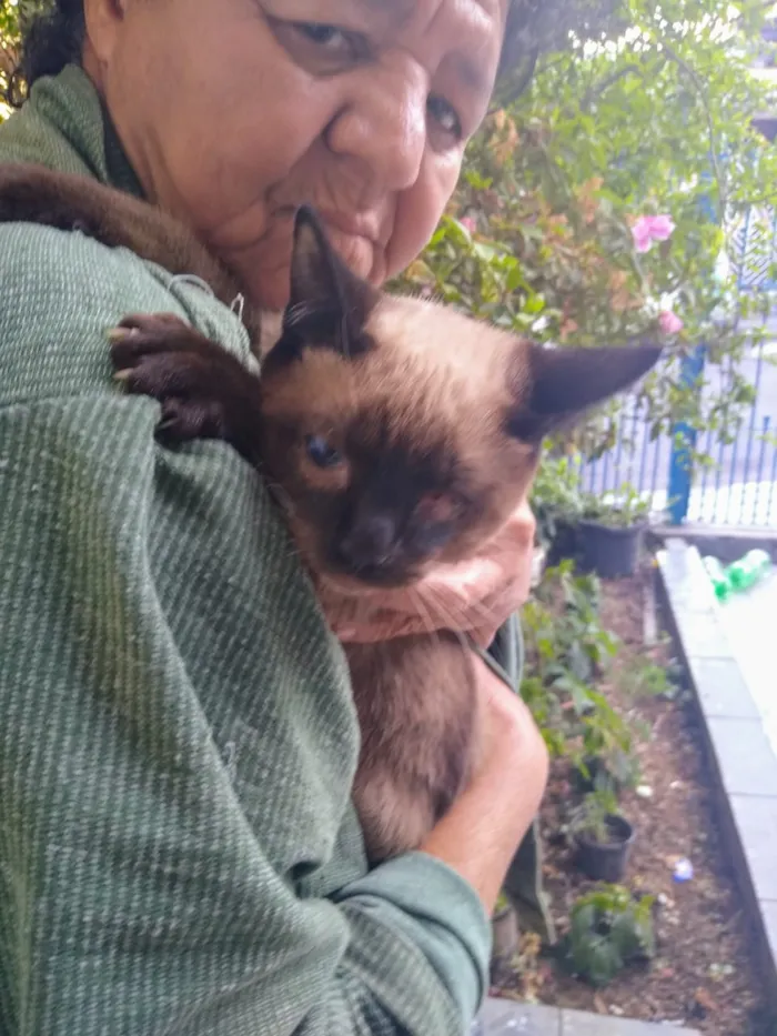 Gato ra a Sem definição idade 2 a 6 meses nome Sem nome até ser ado