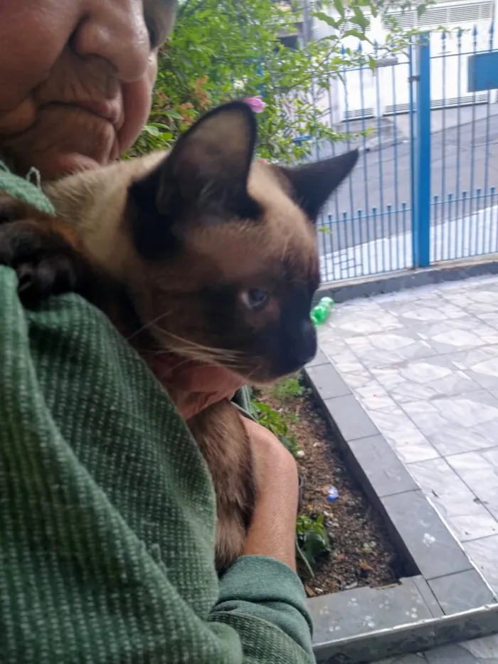 Gato ra a Sem definição idade 2 a 6 meses nome Sem nome até ser ado