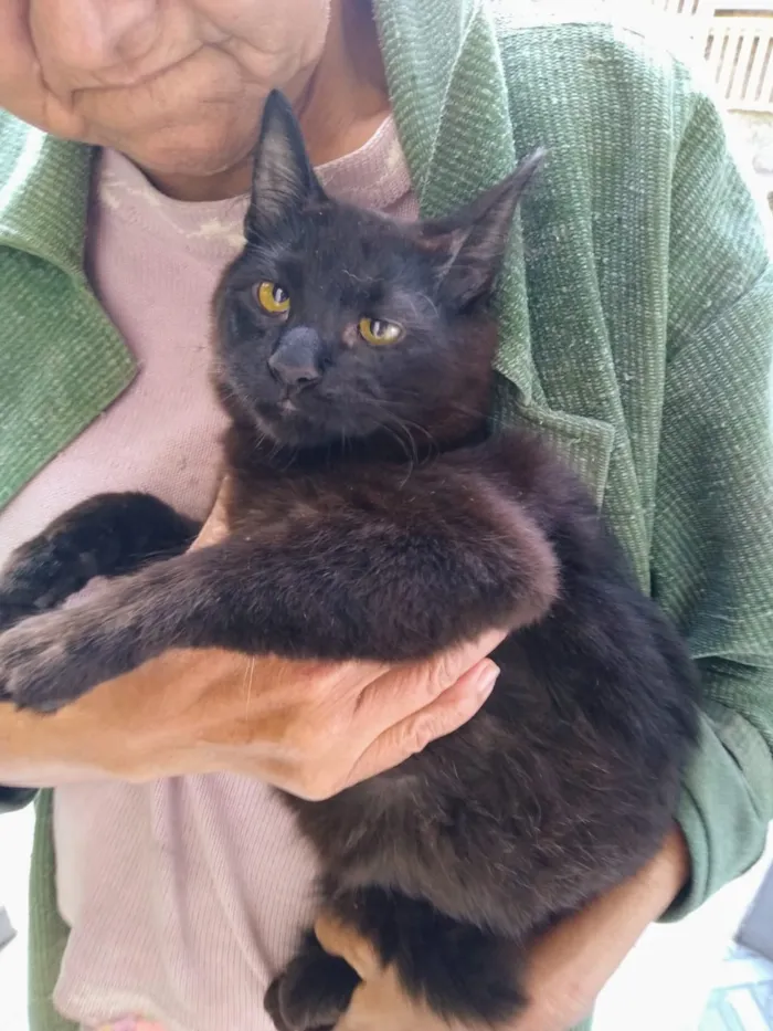 Gato ra a Sem definição idade 2 a 6 meses nome Sem nome até ser ado