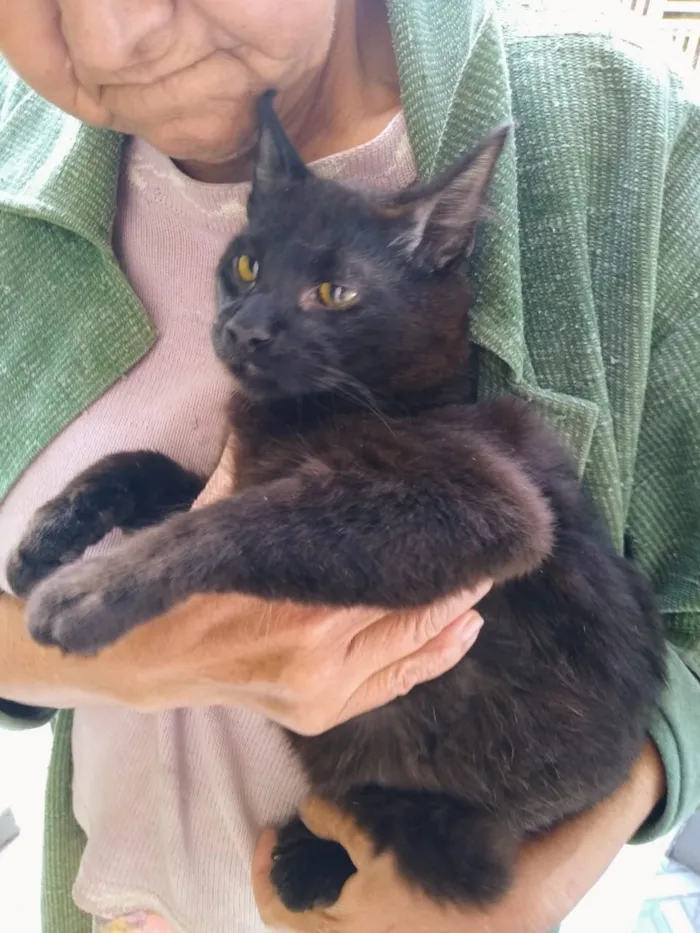 Gato ra a Sem definição idade 2 a 6 meses nome Sem nome até ser ado