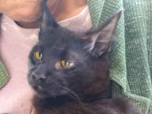Gato raça Sem definição idade 2 a 6 meses nome Sem nome até ser ado