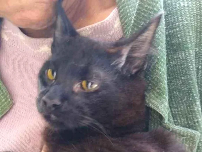 Gato ra a Sem definição idade 2 a 6 meses nome Sem nome até ser ado