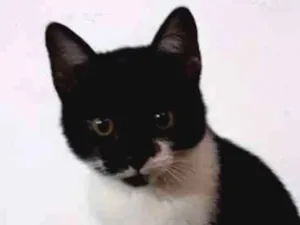 Gato raça Indefinida idade 2 a 6 meses nome Coruja