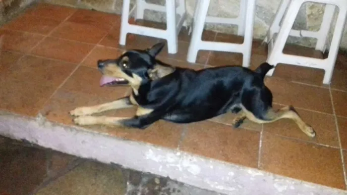 Cachorro ra a Vira lata idade 2 anos nome Taz