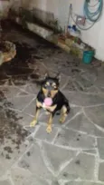 Taz