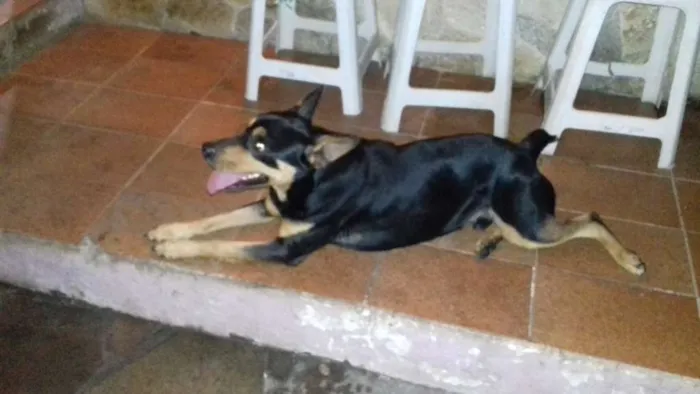Cachorro ra a Vira lata idade 2 anos nome Taz