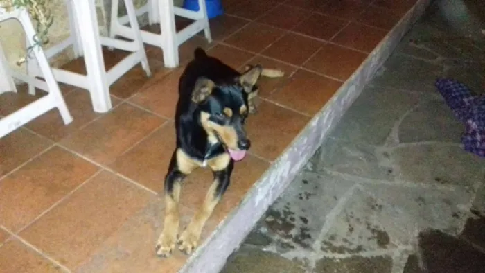 Cachorro ra a Vira lata idade 2 anos nome Taz