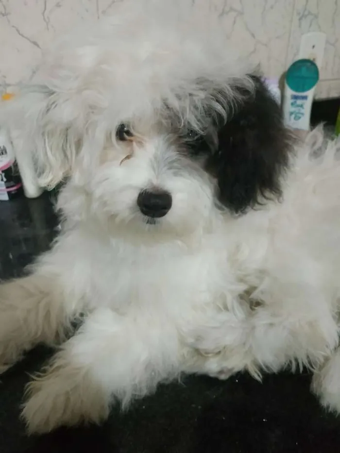 Cachorro ra a Poodle maltês idade 7 a 11 meses nome Jhoung