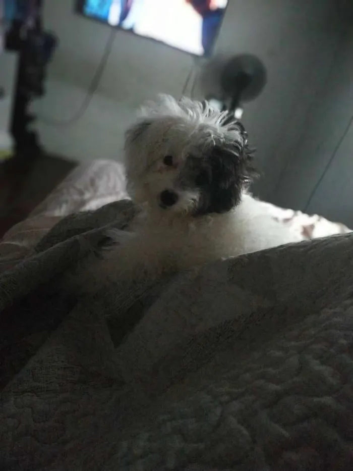 Cachorro ra a Poodle maltês idade 7 a 11 meses nome Jhoung