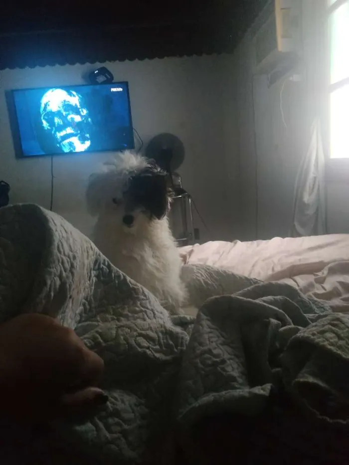 Cachorro ra a Poodle maltês idade 7 a 11 meses nome Jhoung