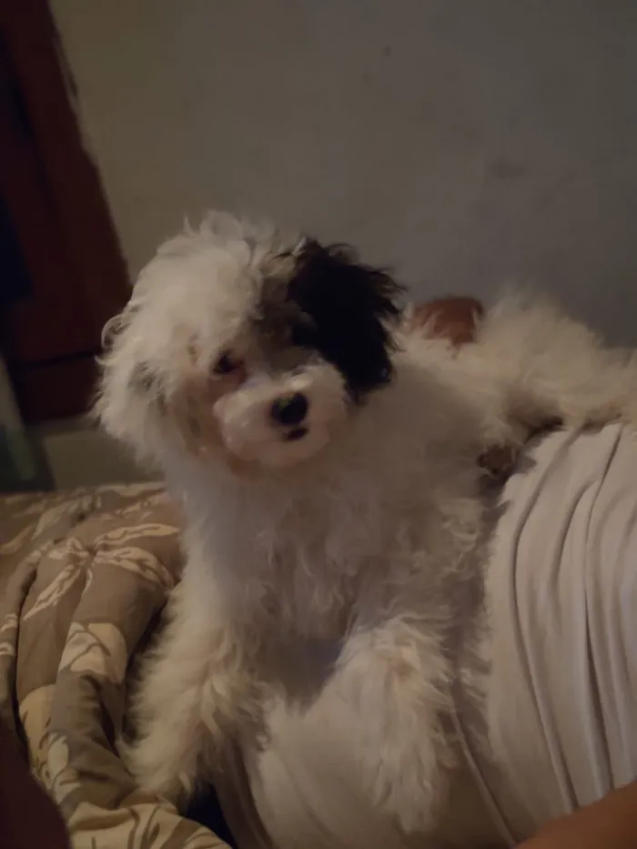 Cachorro ra a Poodle maltês idade 7 a 11 meses nome Jhoung