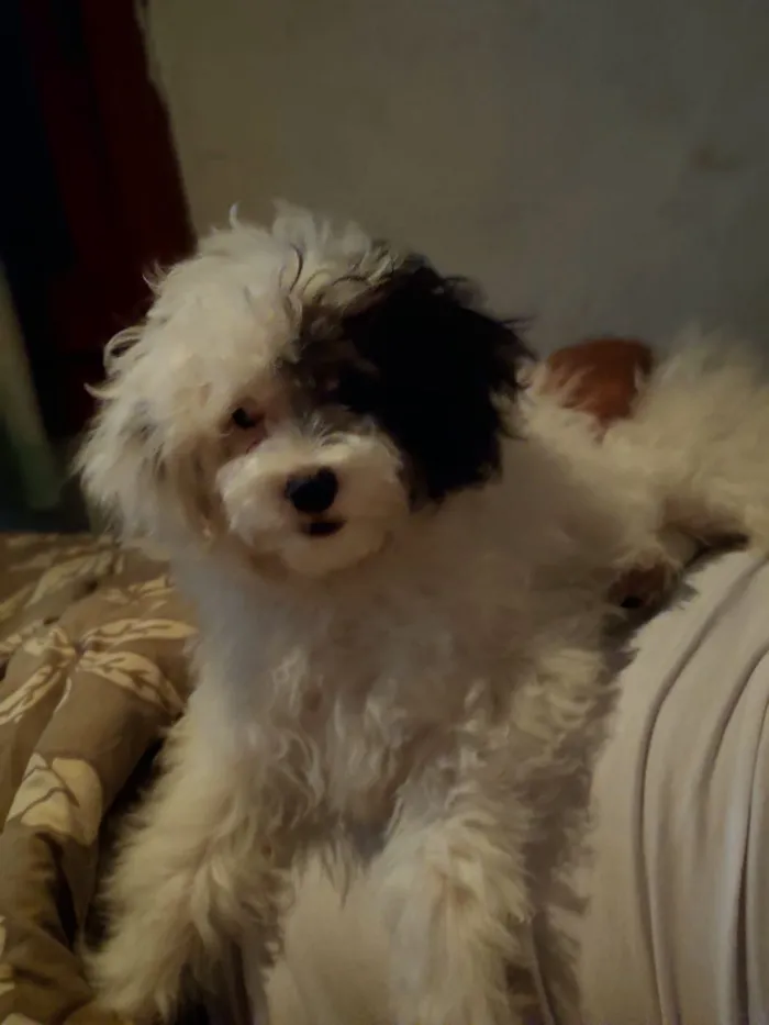 Cachorro ra a Poodle maltês idade 7 a 11 meses nome Jhoung