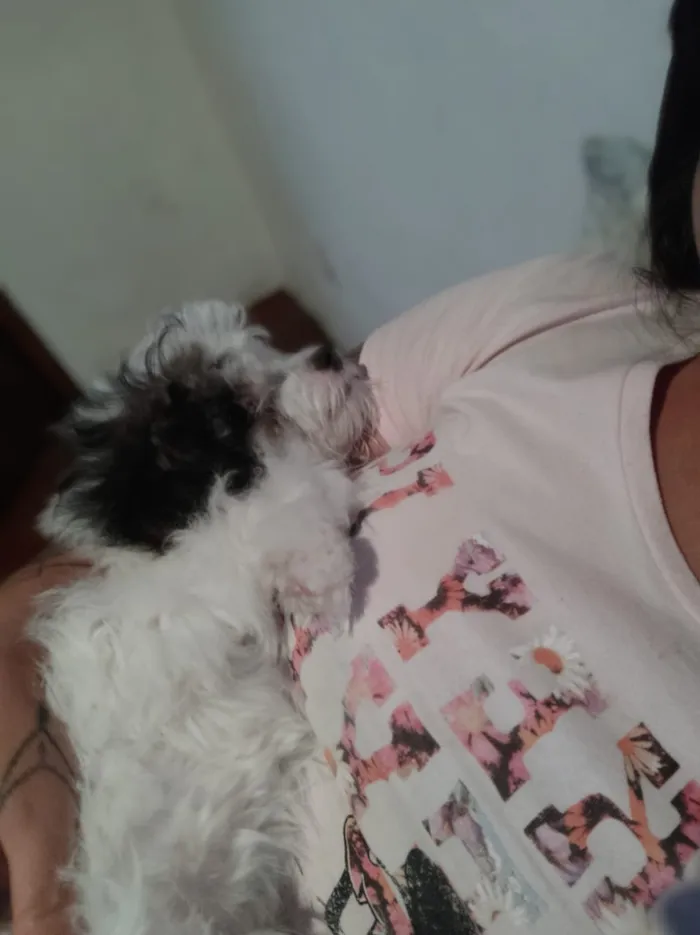 Cachorro ra a Poodle maltês idade 7 a 11 meses nome Jhoung