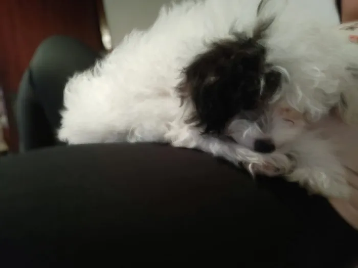 Cachorro ra a Poodle maltês idade 7 a 11 meses nome Jhoung