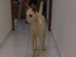 Cachorro raça Vira lata idade 2 anos nome Clarinha