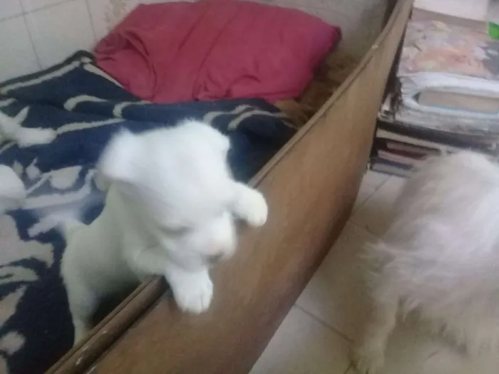 Cachorro ra a Sem definição idade Abaixo de 2 meses nome Sem nome (filhotes)