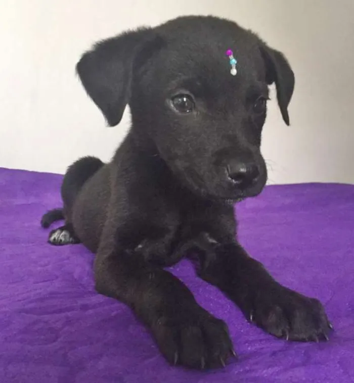 Cachorro ra a SRD idade 2 a 6 meses nome MARLENE