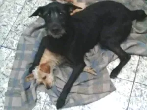 Cachorro raça  idade 1 ano nome Cloy