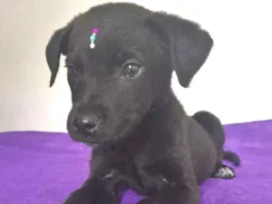 Cachorro raça SRD idade 2 a 6 meses nome MARLENE