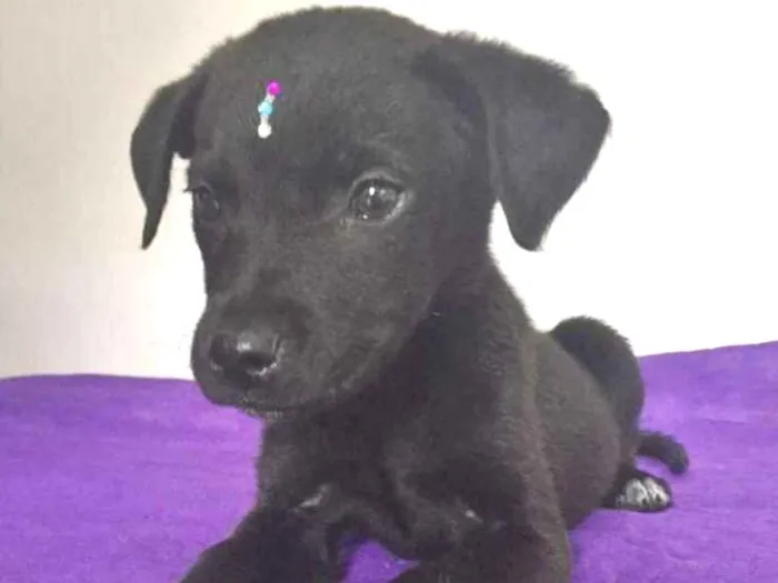 Cachorro ra a SRD idade 2 a 6 meses nome MARLENE