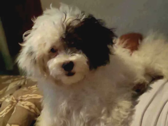 Cachorro ra a Poodle maltês idade 7 a 11 meses nome Jhoung