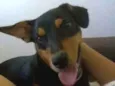Taz