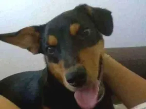 Cachorro raça Vira lata idade 2 anos nome Taz