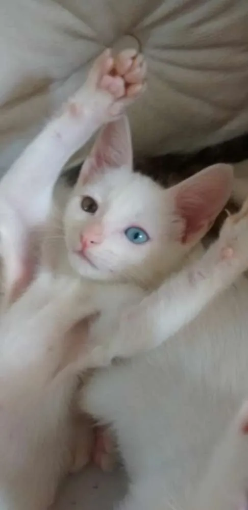 Gato raça  idade 2 a 6 meses nome Vênus 