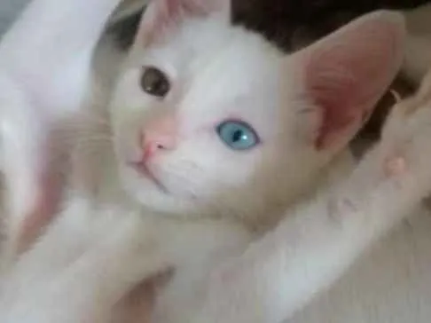 Gato raça  idade 2 a 6 meses nome Vênus 