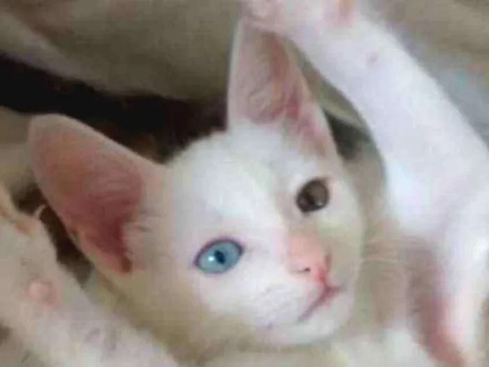 Gato raça  idade 2 a 6 meses nome Vênus 