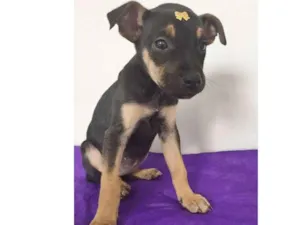 Cachorro raça SRD idade 2 a 6 meses nome LARISSA