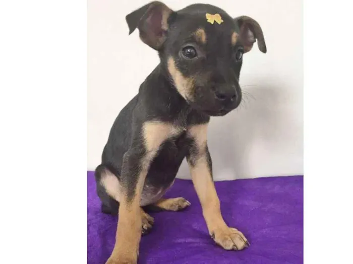 Cachorro ra a SRD idade 2 a 6 meses nome LARISSA