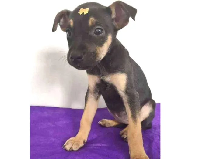Cachorro ra a SRD idade 2 a 6 meses nome LARISSA