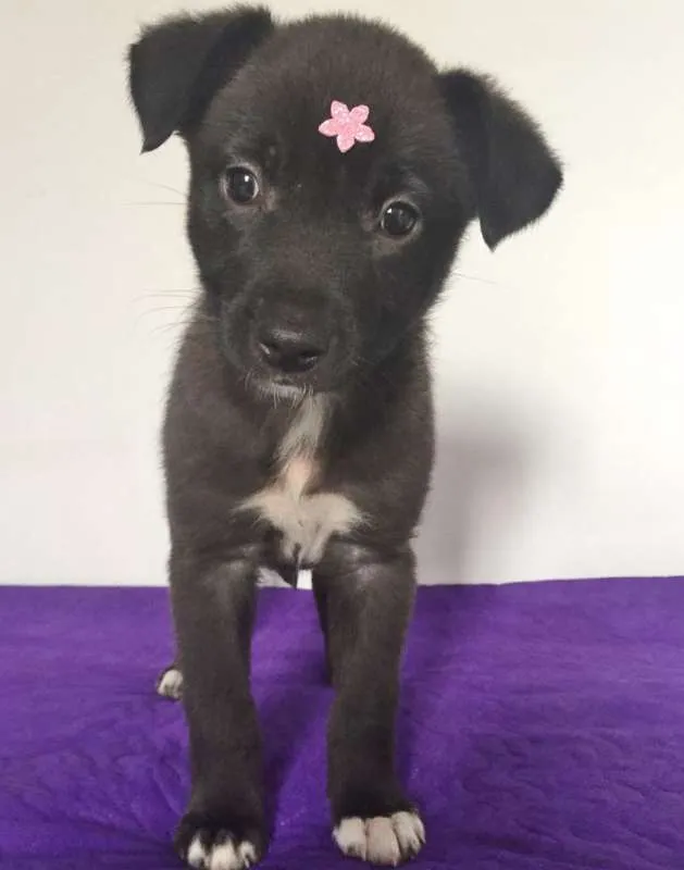 Cachorro ra a SRD idade 2 a 6 meses nome LOLA