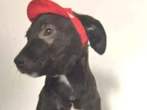 Cachorro raça SRD idade 2 a 6 meses nome CHAPEUZINHO VERMELHO