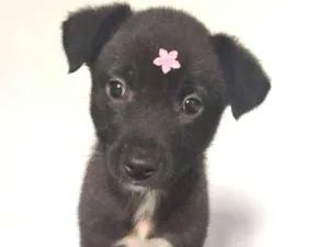Cachorro raça SRD idade 2 a 6 meses nome LOLA