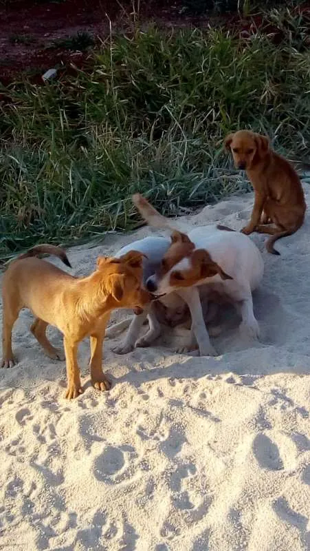 Cachorro ra a vira lata idade 3 anos nome Princesa