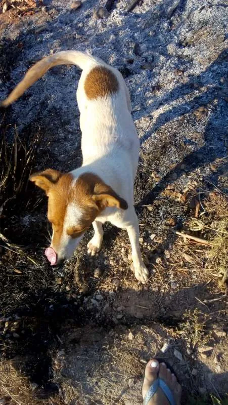 Cachorro ra a vira lata idade 3 anos nome Princesa