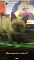 Gatinha siamesa