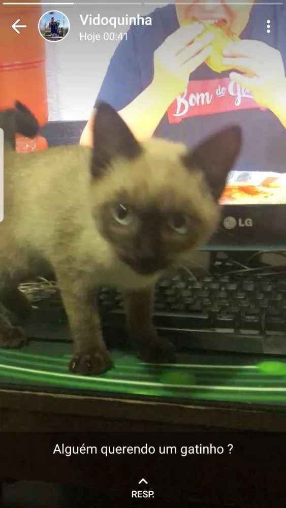 Gato ra a Siamês  idade 2 a 6 meses nome Gatinha siamesa