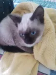 Gatinha siamesa