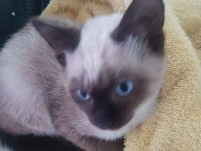 Gato ra a Siamês  idade 2 a 6 meses nome Gatinha siamesa