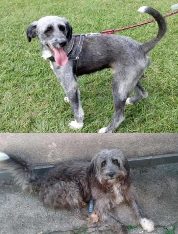 Cachorro ra a Mix de poodle idade 1 ano nome Bolinha