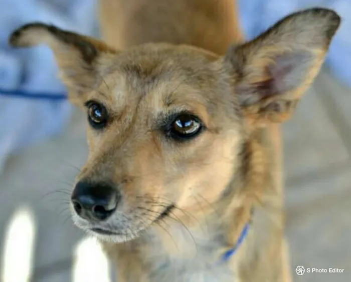 Cachorro raça SRD idade 5 anos nome Jimmy