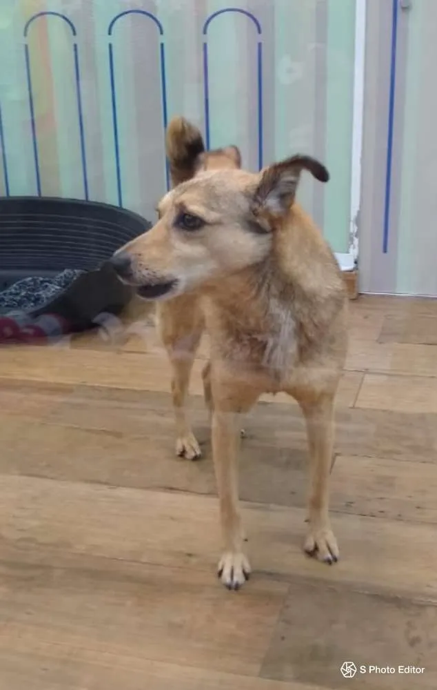 Cachorro raça SRD idade 5 anos nome Jimmy