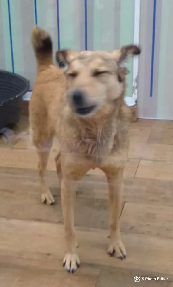 Cachorro raça SRD idade 5 anos nome Jimmy