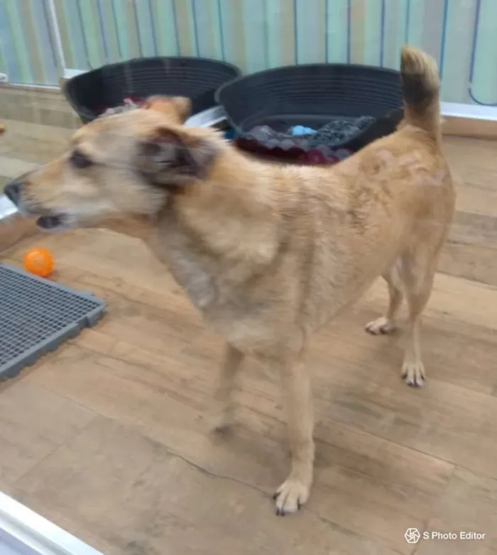 Cachorro raça SRD idade 5 anos nome Jimmy
