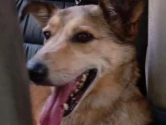 Cachorro raça SRD idade 5 anos nome Jimmy