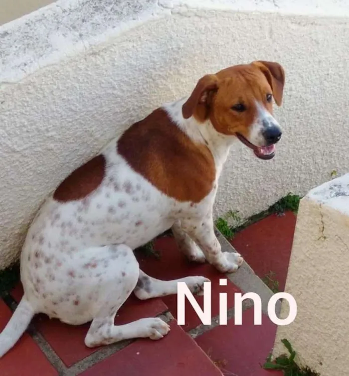Cachorro ra a SRD idade 1 ano nome Nino