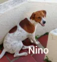 Nino